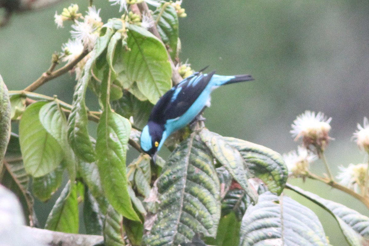 Black-faced Dacnis - ML657187533