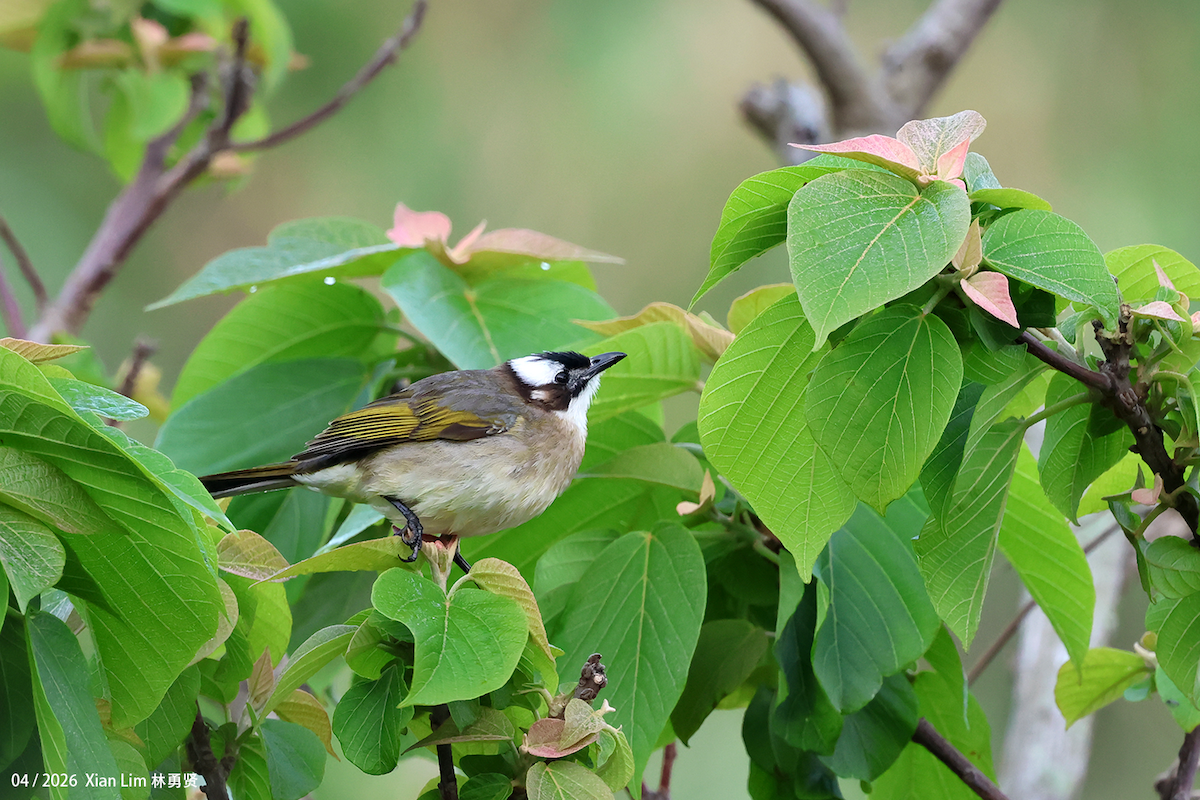 Light-vented Bulbul - ML657187616