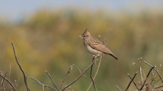 עפרוני מצויץ - ML657187773