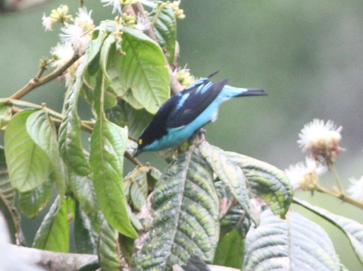 Black-faced Dacnis - ML657187831