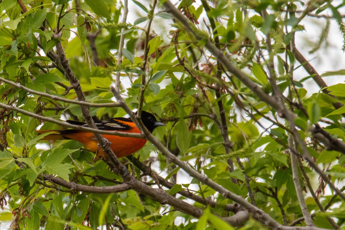 Turpial de Baltimore - ML657188444