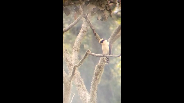 Laughing Falcon - ML657188611
