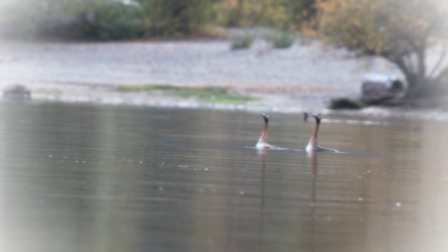 Great Grebe - ML657188735