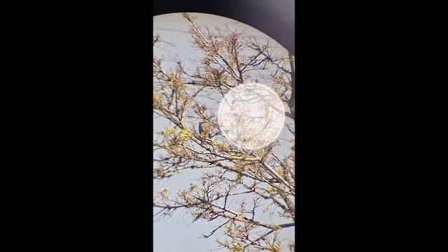 Roadside Hawk - ML657188821