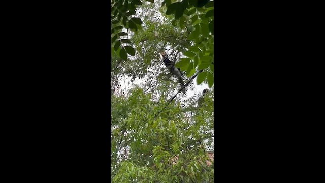 Oriental Pied-Hornbill - ML657188873