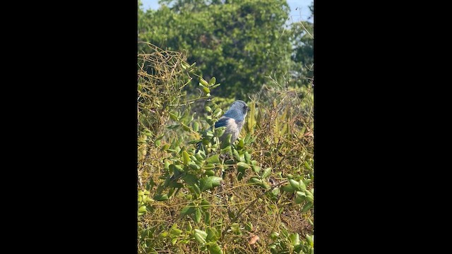 Florida Scrub-Jay - ML657189020