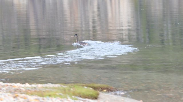 Great Grebe - ML657189029