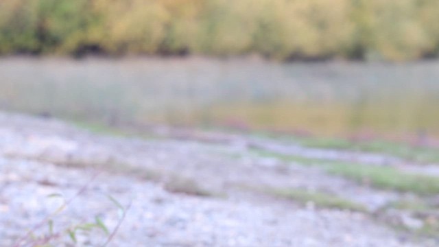 Great Grebe - ML657189030