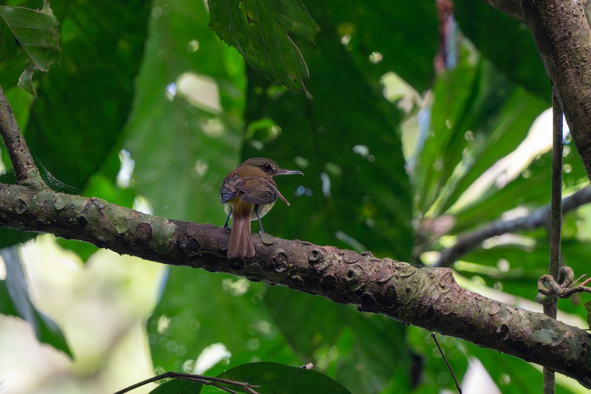 Bright-rumped Attila - ML657189041