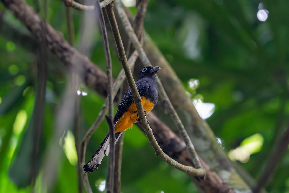 White-tailed Trogon - ML657189082