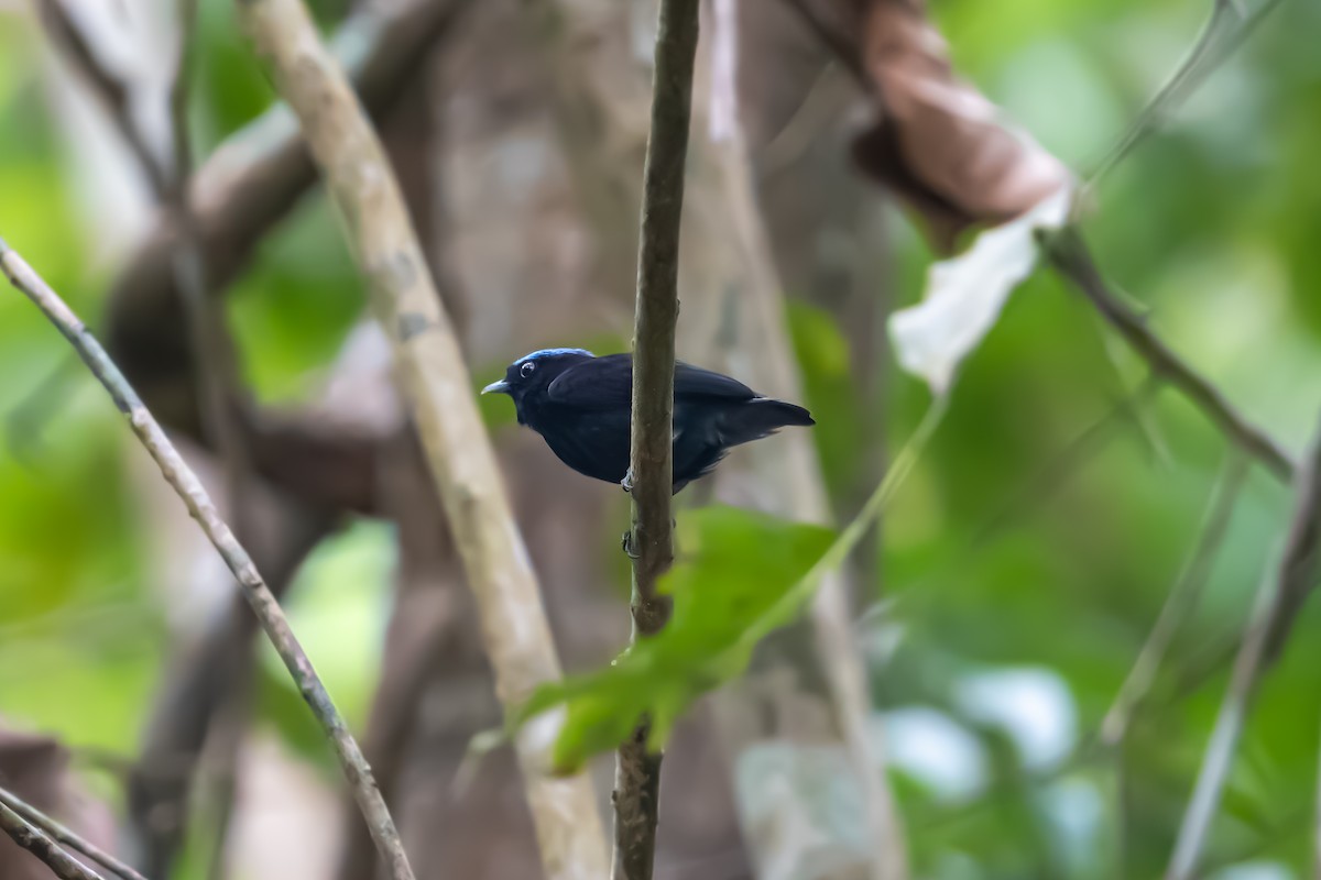 Velvety Manakin - ML657189100