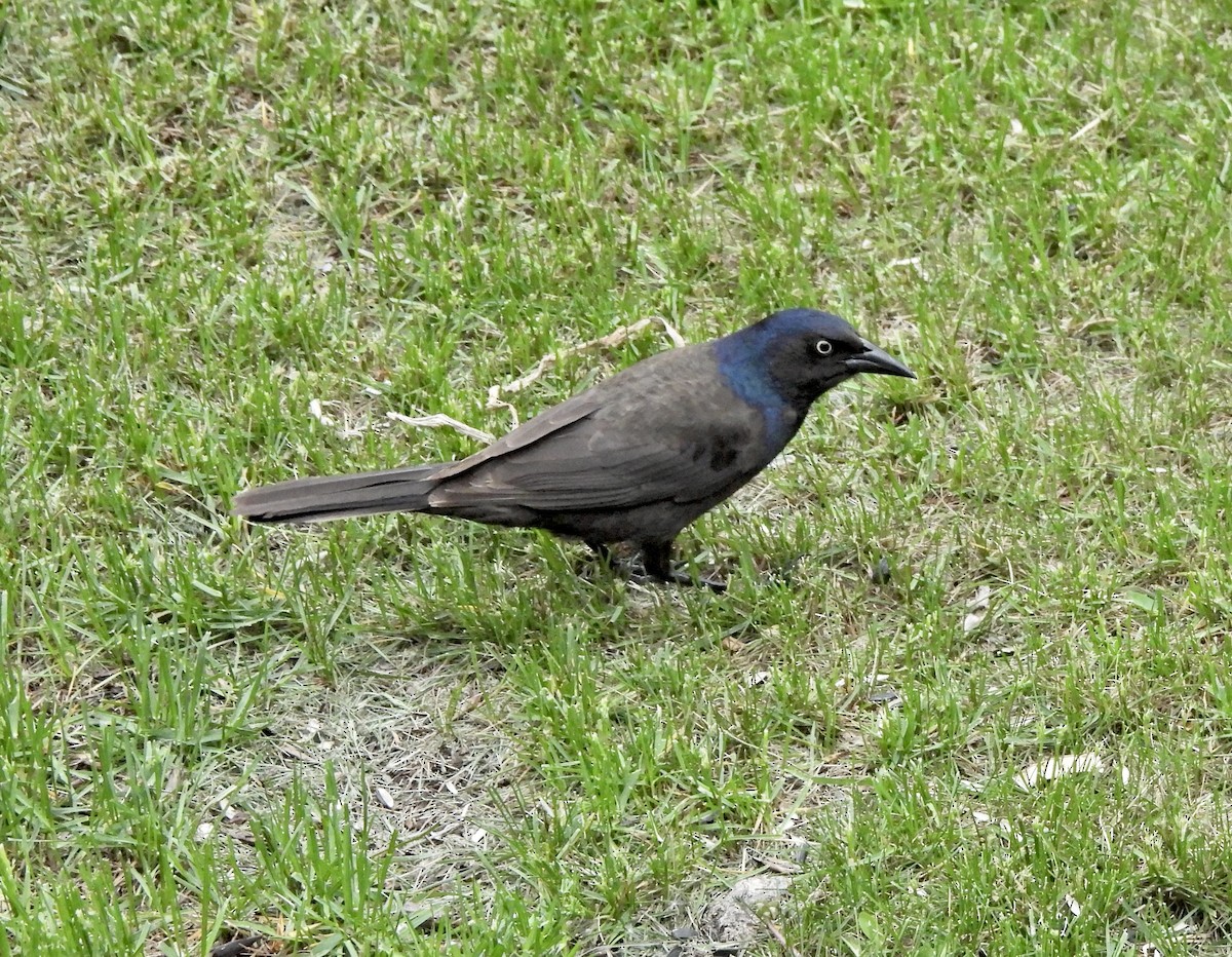 Common Grackle (Bronzed) - ML657189256