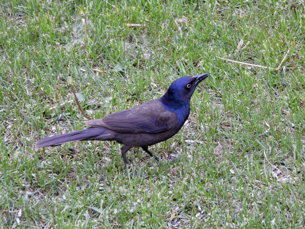 Common Grackle (Bronzed) - ML657189257