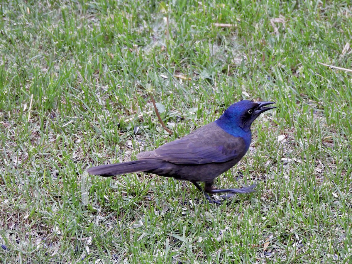 Common Grackle (Bronzed) - ML657189258
