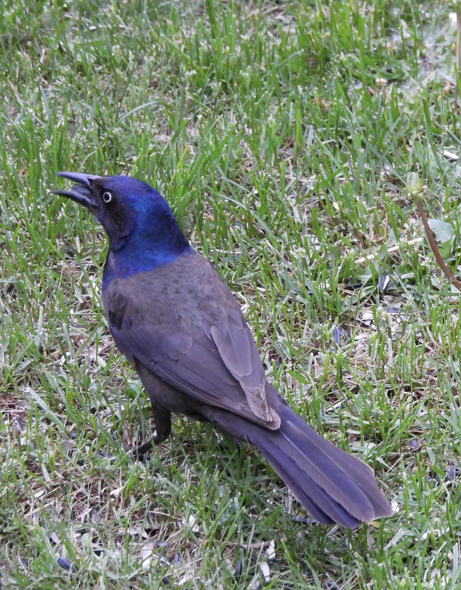 Common Grackle (Bronzed) - ML657189261