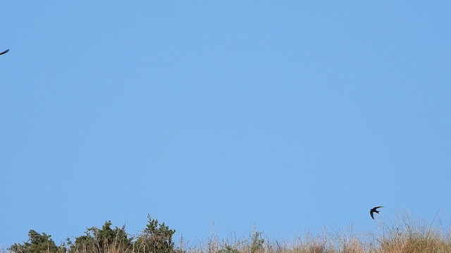 סיס חומות - ML657189307