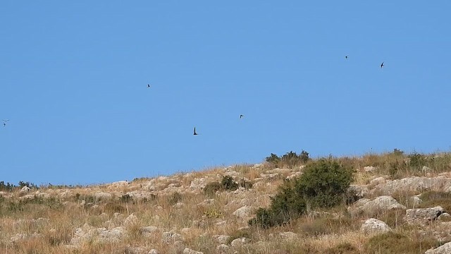 סיס חומות - ML657189315
