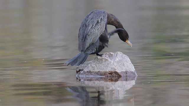 Neotropic Cormorant - ML657189336