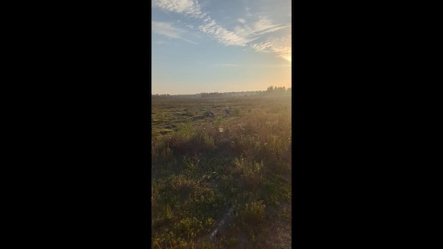Sandhill Crane (Florida) - ML657189734