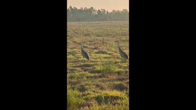 Sandhill Crane (Florida) - ML657189749