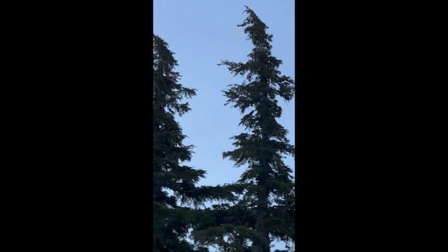 Clark's Nutcracker - ML657190081