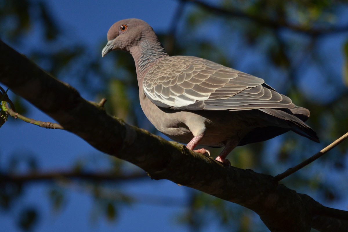 ML65719031 - Picazuro Pigeon - Macaulay Library