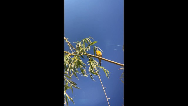 צהוב-גרון - ML657190615