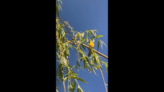 צהוב-גרון - ML657190616