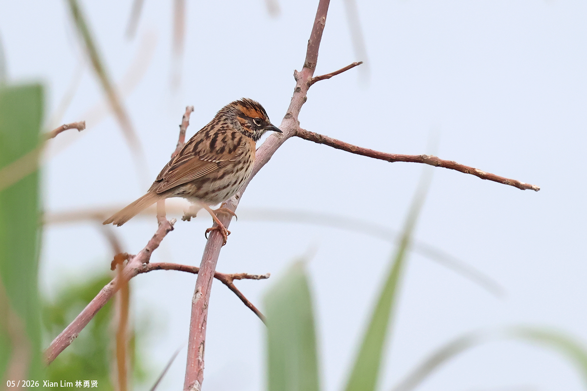 Rufous-breasted Accentor - ML657190658