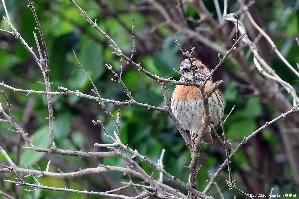 Rufous-breasted Accentor - ML657190660