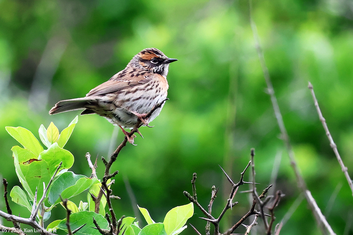Rufous-breasted Accentor - ML657190661