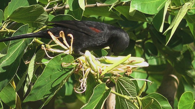 Variable Oriole - ML657190693