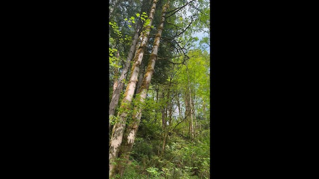 ウィルソンアメリカムシクイ - ML657190747