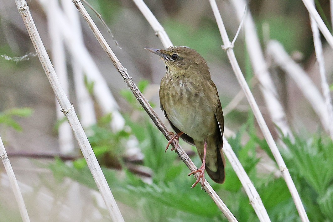 River Warbler - ML657191133