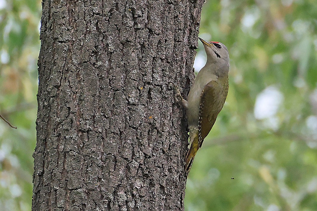 Gray-headed Woodpecker - ML657191646