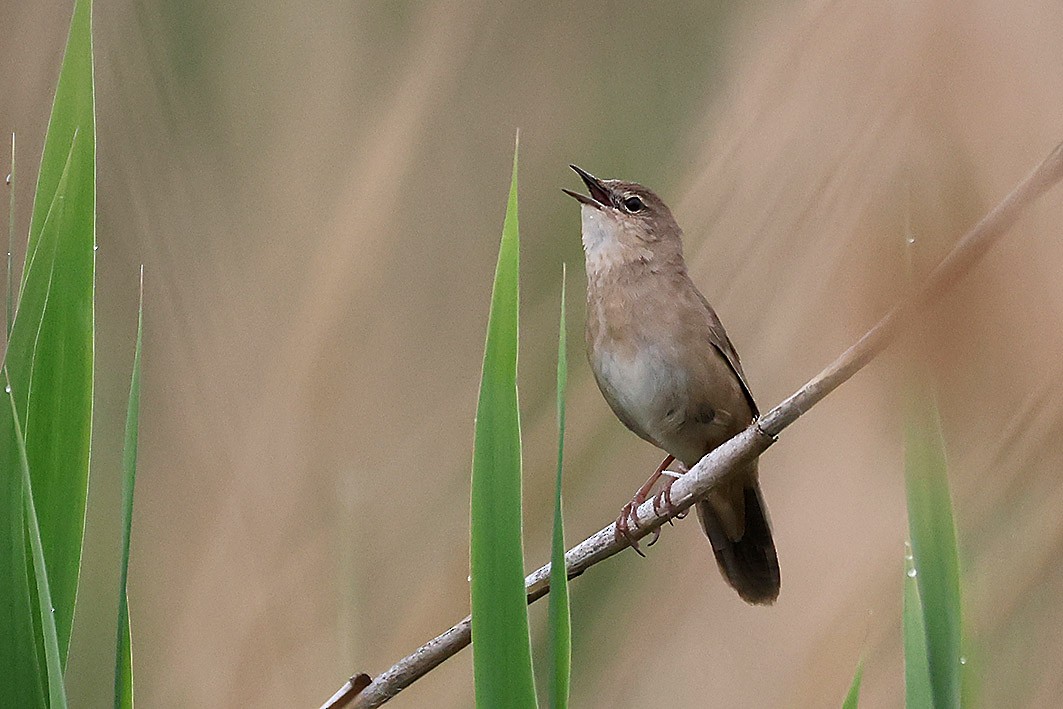 Savi's Warbler - ML657191661