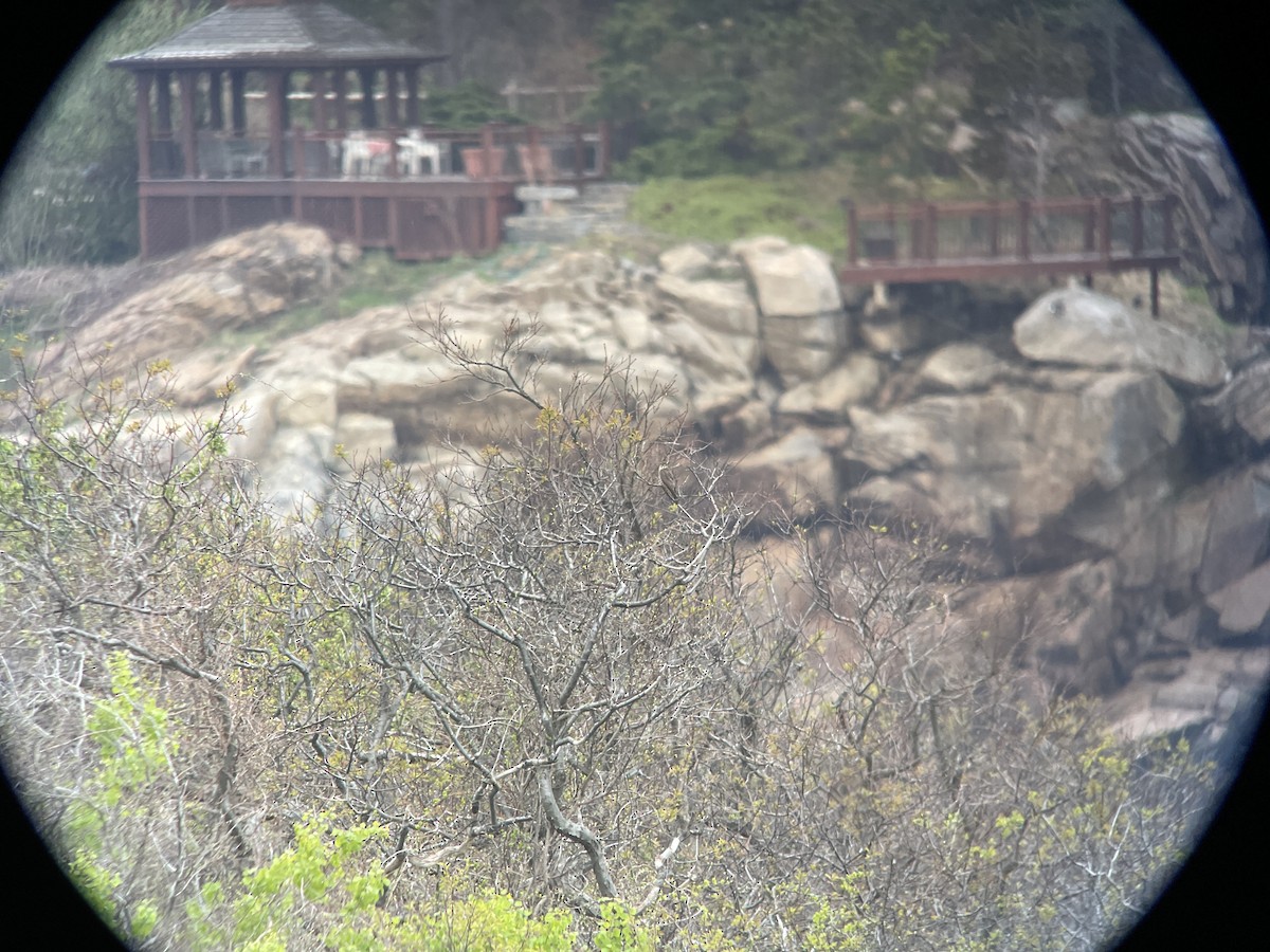 eBird Checklist - 10 May 2026 - Halibut Point SP - 23 species (+2 other ...