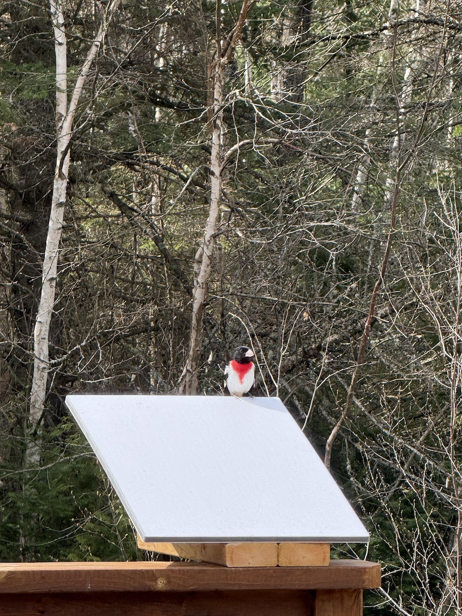 Rose-breasted Grosbeak - ML657193040