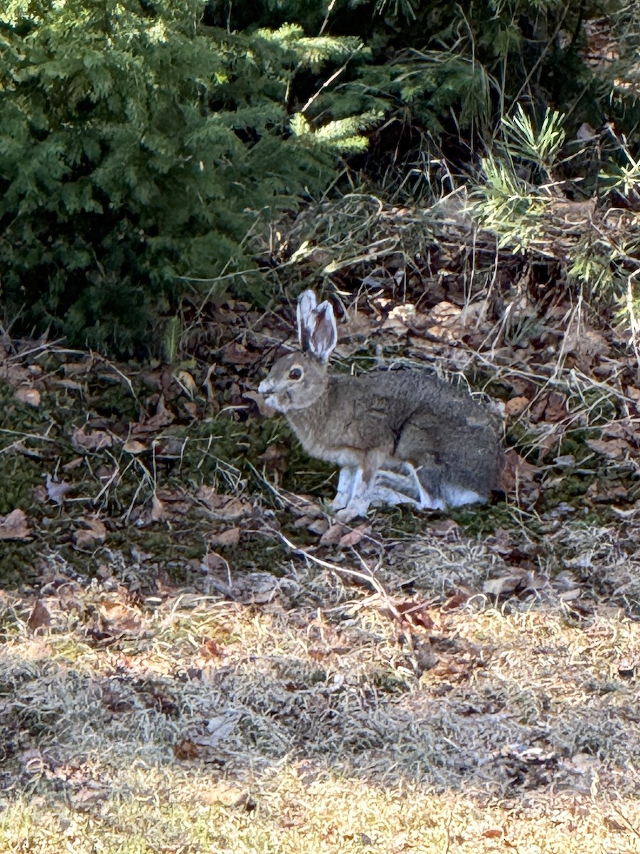 Snowshoe Hare - ML657193096