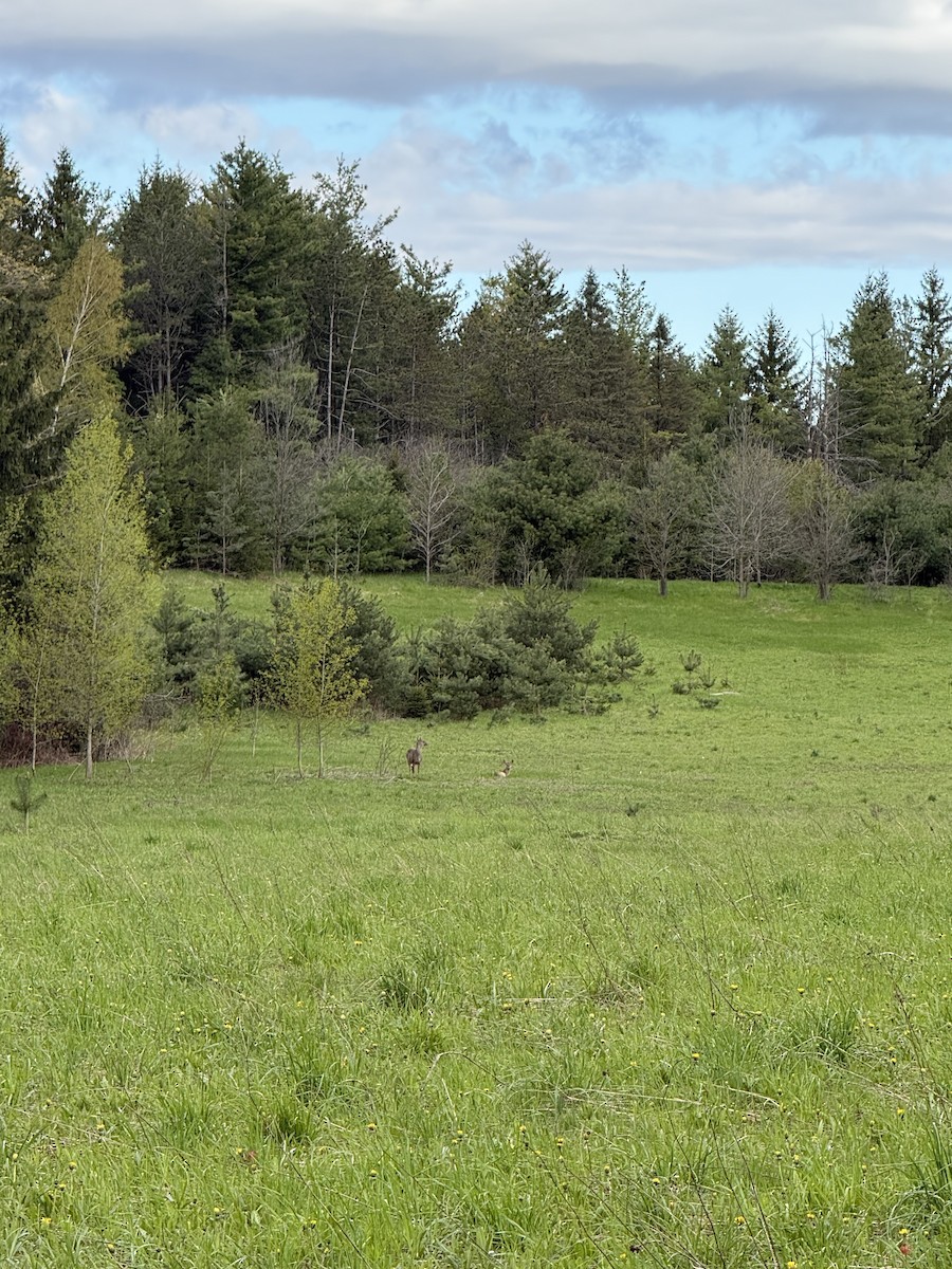 White-tailed Deer - ML657193284