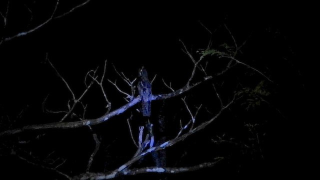 Northern Potoo - ML657193788