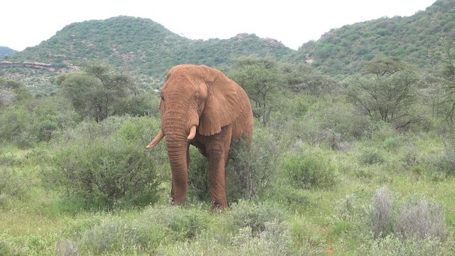 アフリカゾウ - ML657194250