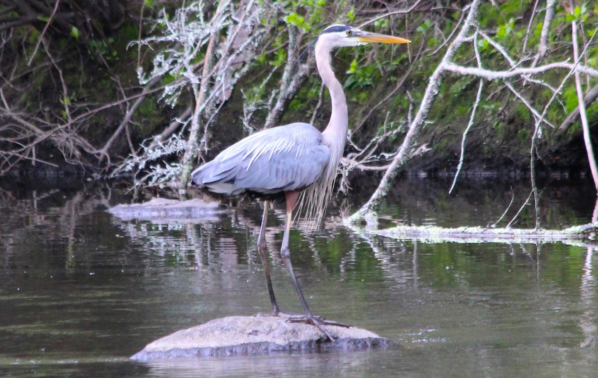 Great Blue Heron - ML657194342