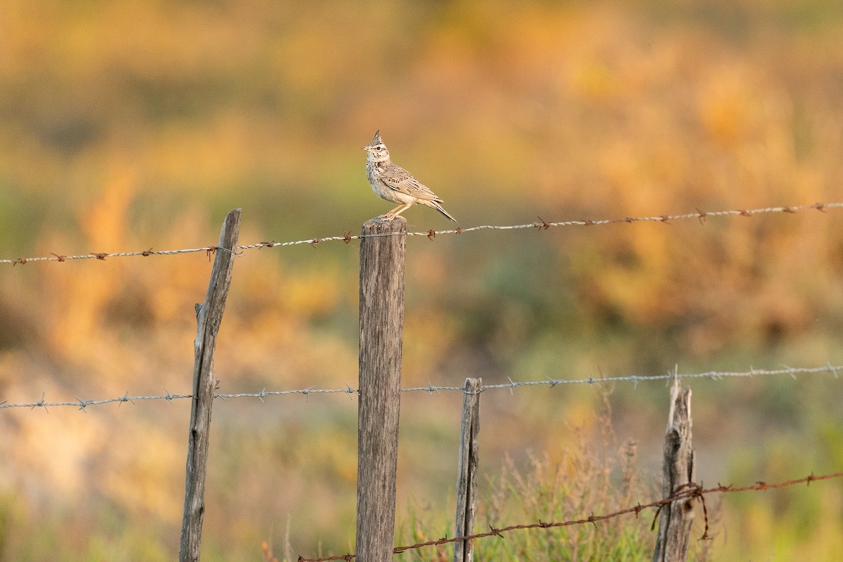 Crested Lark (Crested) - ML657194425