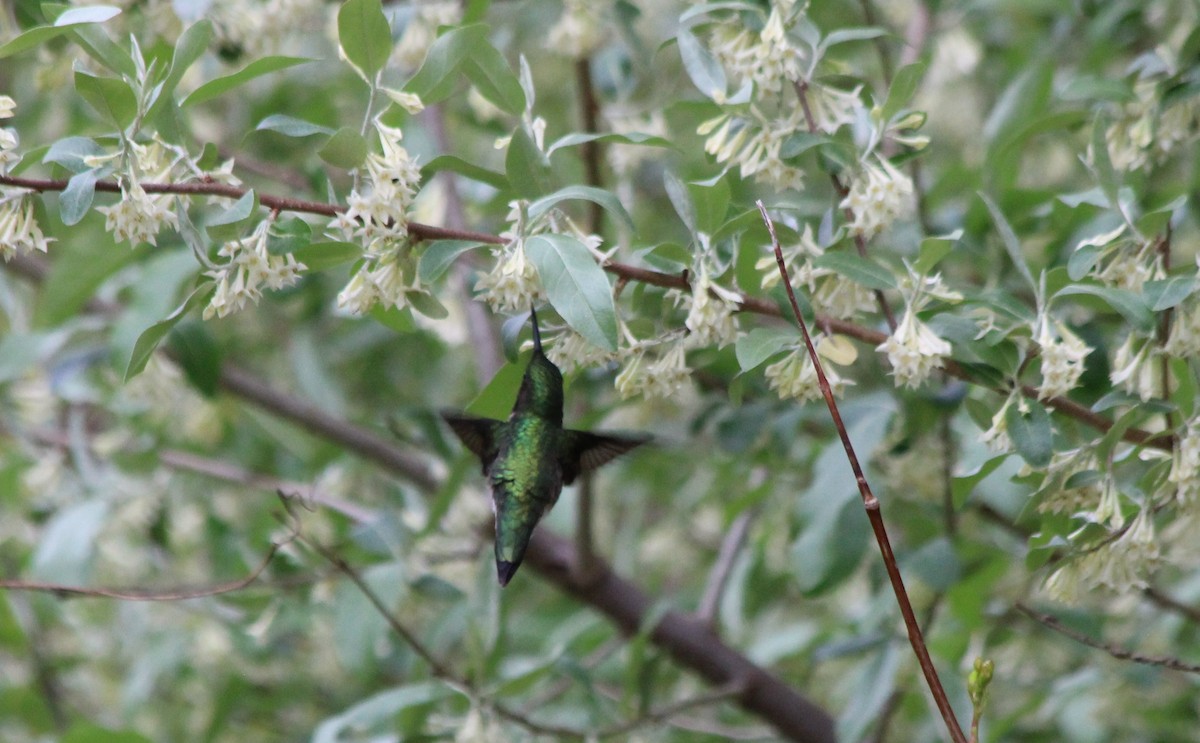 Ruby-throated Hummingbird - ML657194449