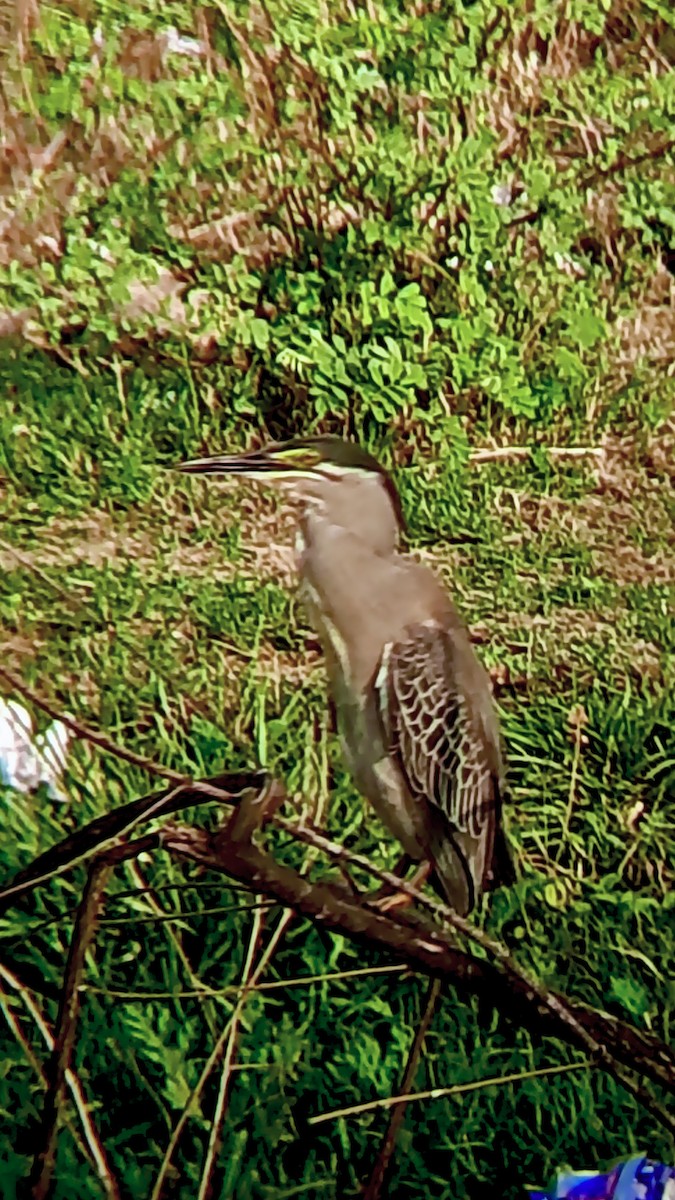 Little Heron - ML657194932