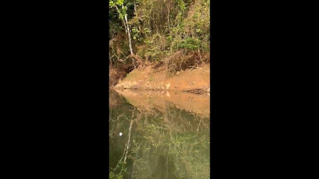 アメリカササゴイ - ML657195129