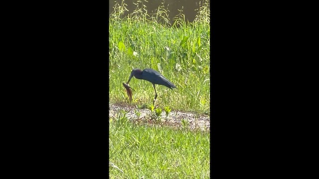 ヒメアカクロサギ - ML657195252