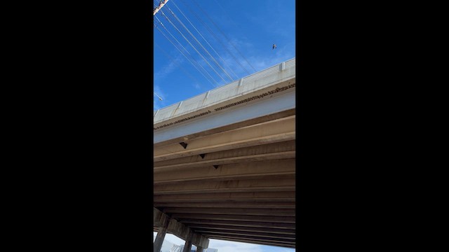 Cliff Swallow - ML657196089