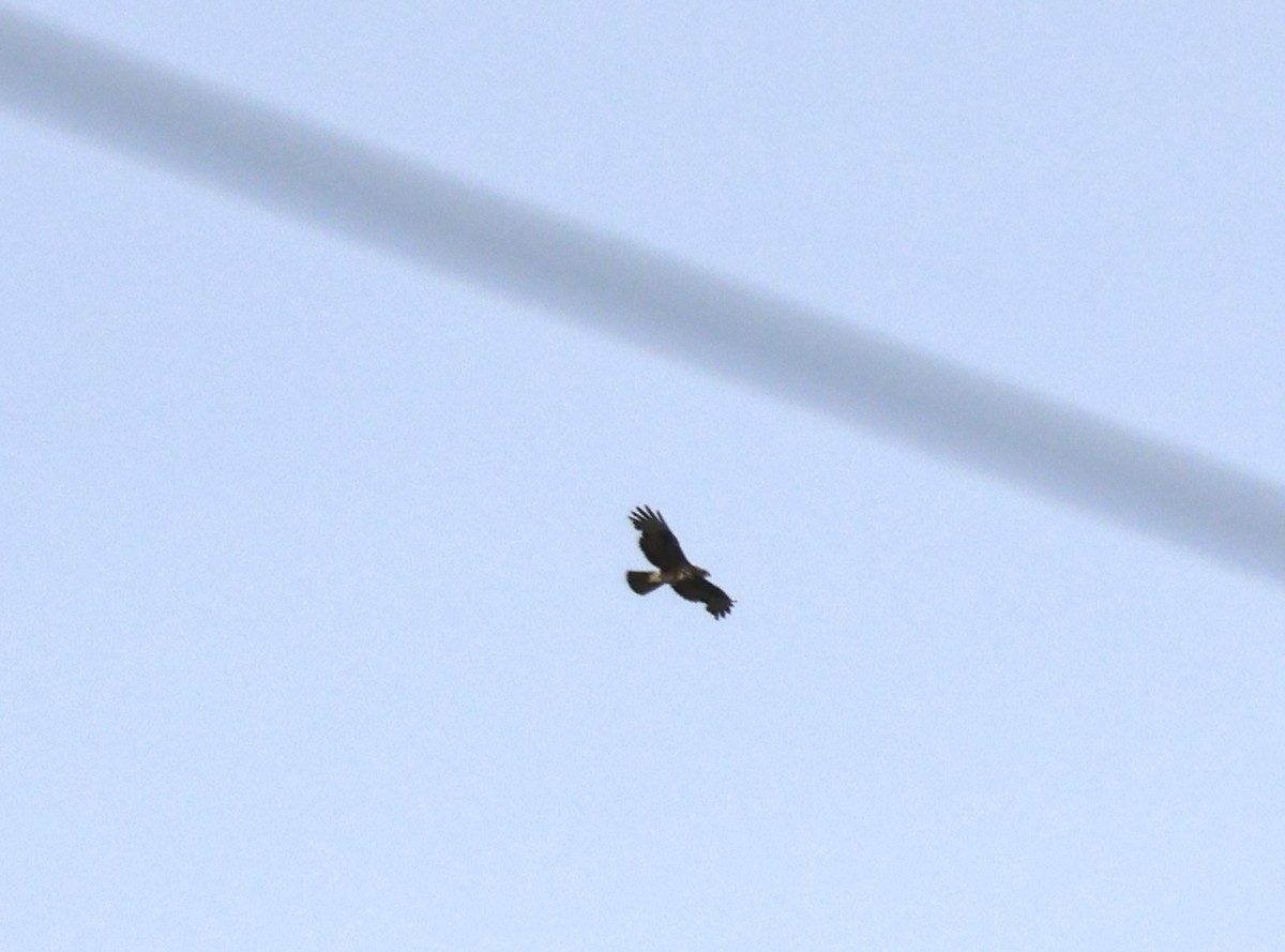 European Honey-buzzard - ML657197539
